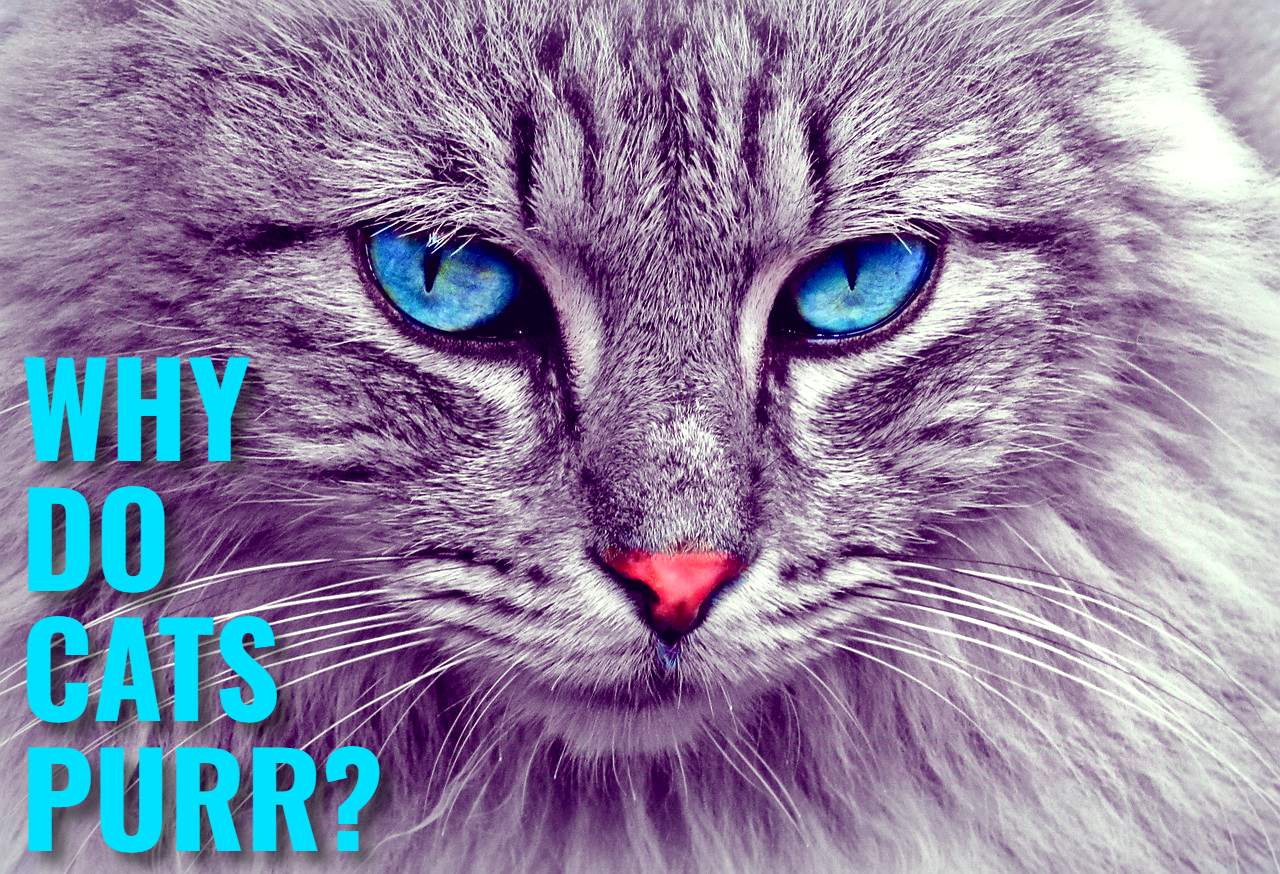 WHY DO CATS PURR FEATURED IMAGE
