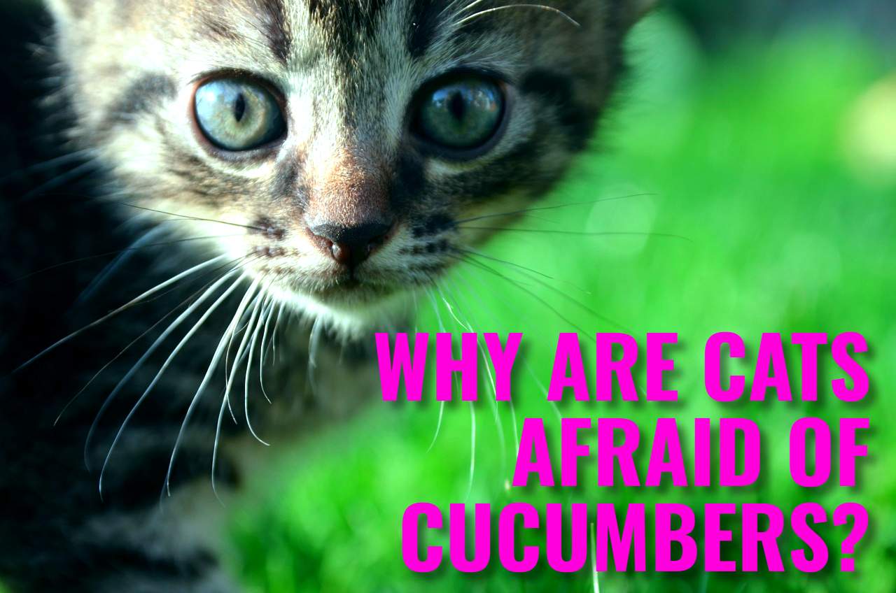 WHY ARE CATS AFRAID OF CUCUMBERS