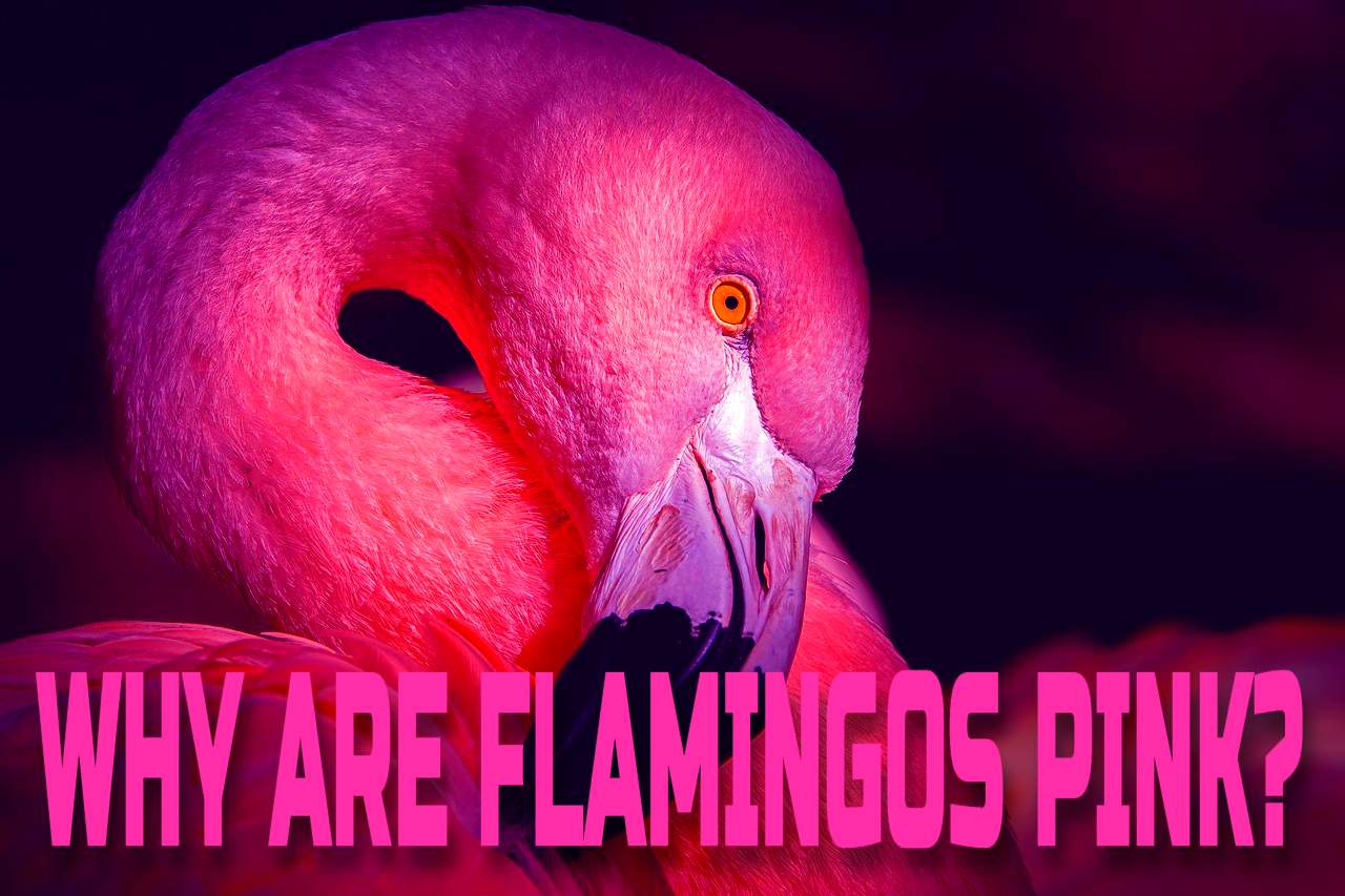 WHY ARE FLAMINGOS PINK