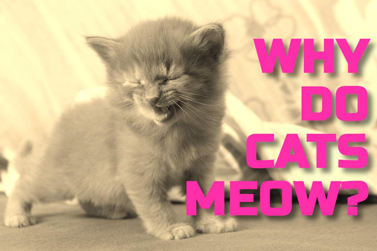 WHY DO CATS MEOW