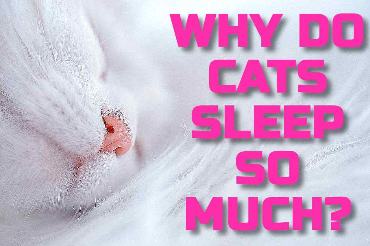 WHY DO CATS SLEEP SO MUCH