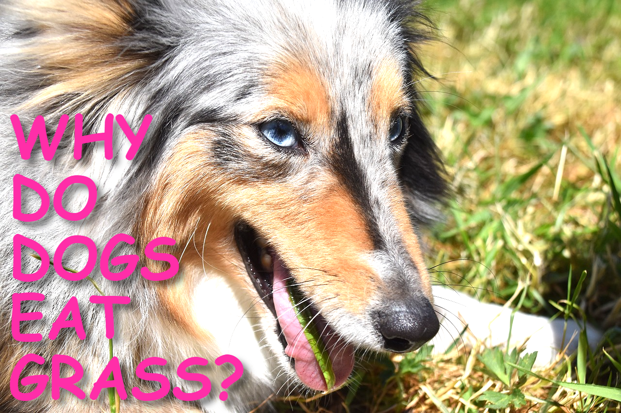 WHY DO DOGS EAT GRASS