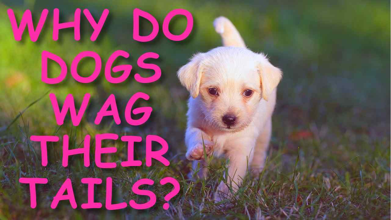 WHY DO DOGS WAG THEIR TAILS