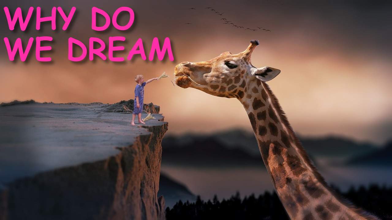 WHY DO WE DREAM