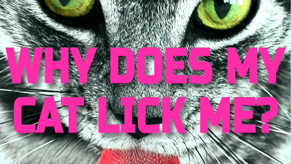 WHY DOES MY CAT LICK ME