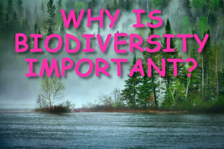 WHY IS BIODIVERSITY IMPORTANT