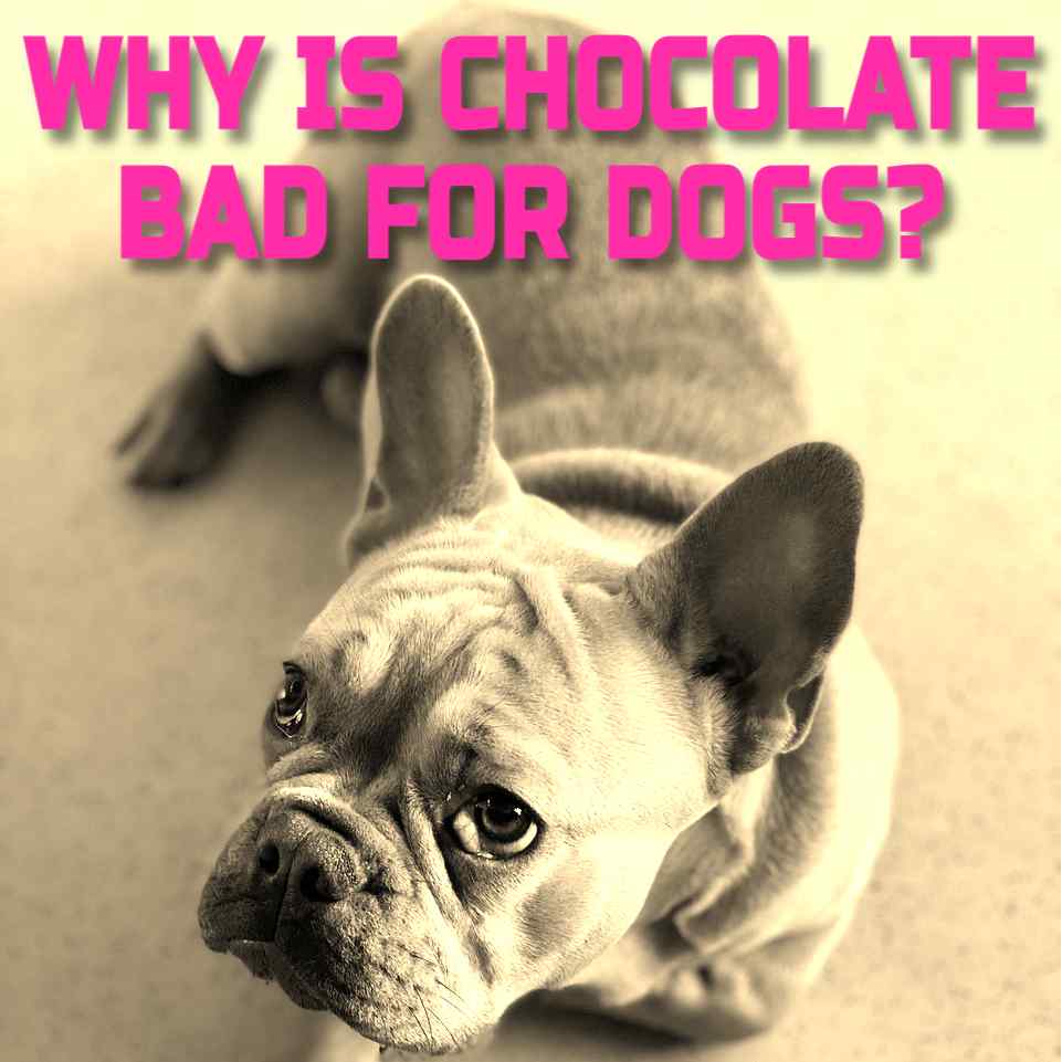 WHY IS CHOCOLATE BAD FOR DOGS
