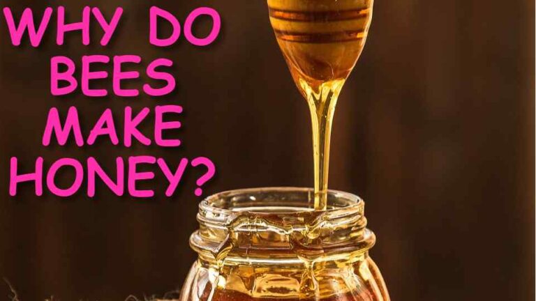 WHY DO BEES MAKE HONEY