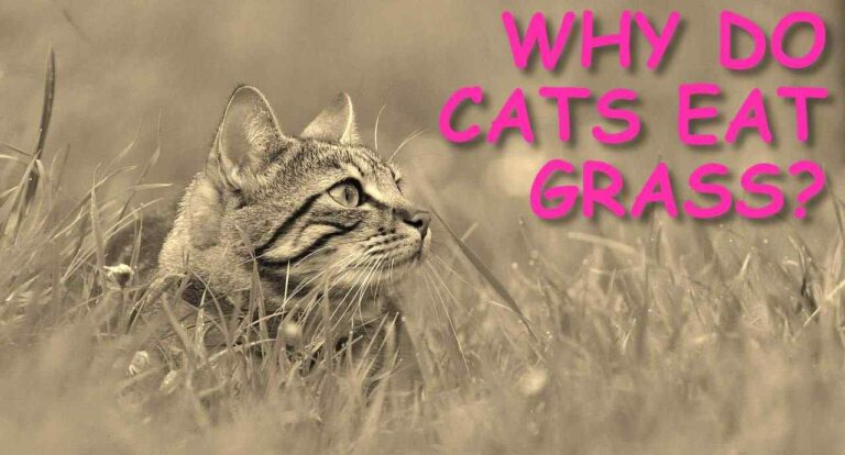 WHY DO CATS EAT GRASS