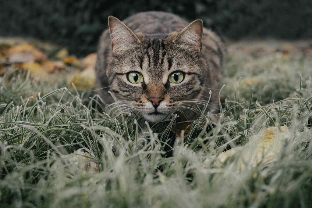 WHY DO CATS EAT GRASS PIC 3