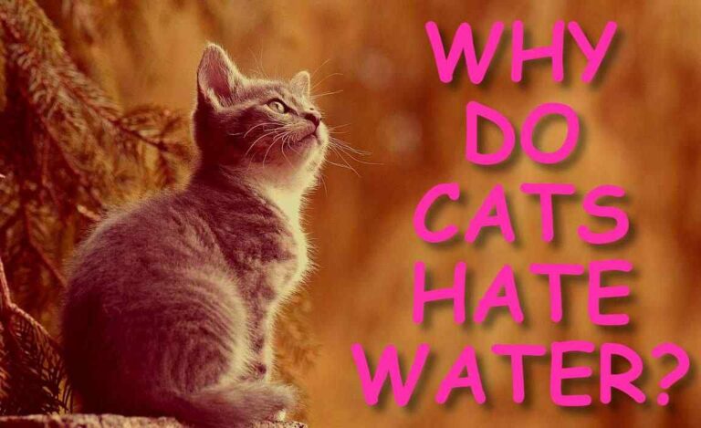 WHY DO CATS HATE WATER