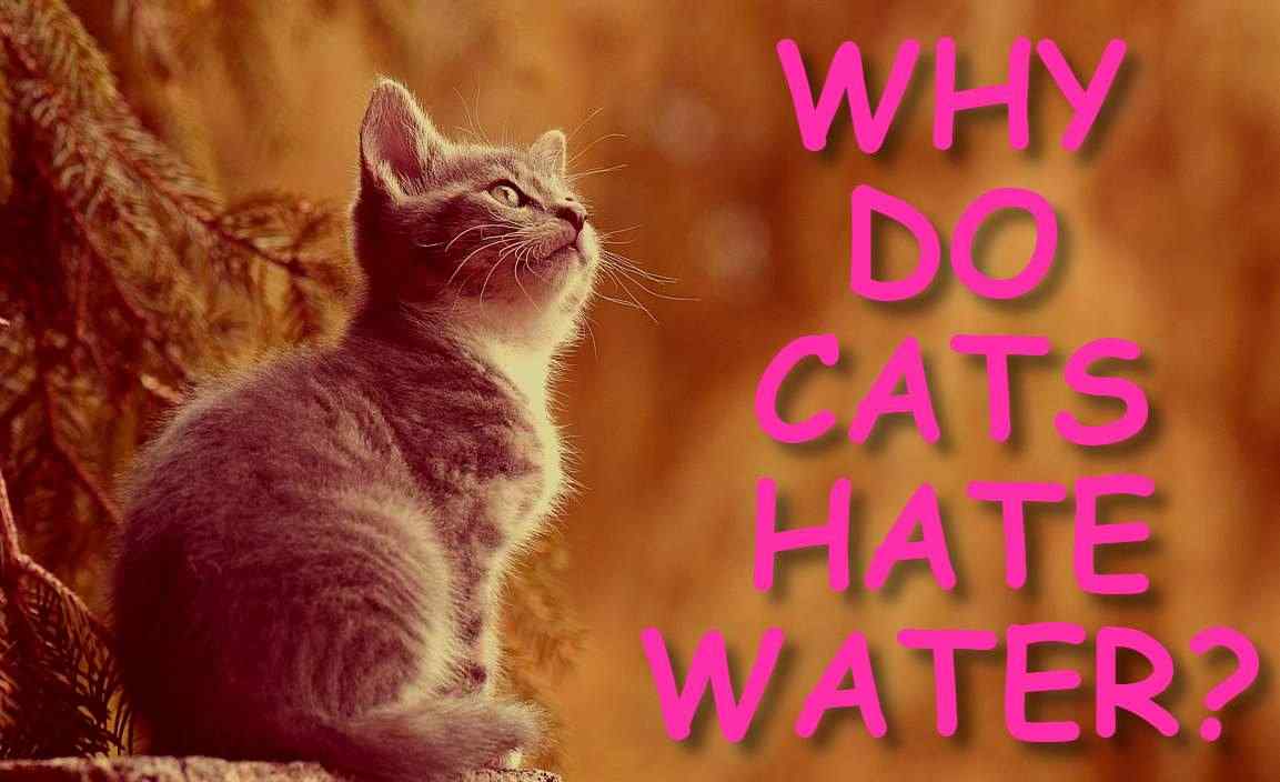 WHY DO CATS HATE WATER