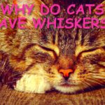 WHY DO CATS HAVE WHISKERS