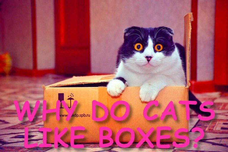 WHY DO CATS LIKE BOXES