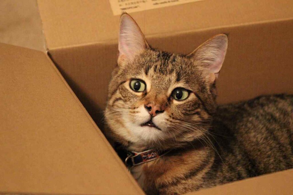WHY DO CATS LIKE BOXES PIC 2