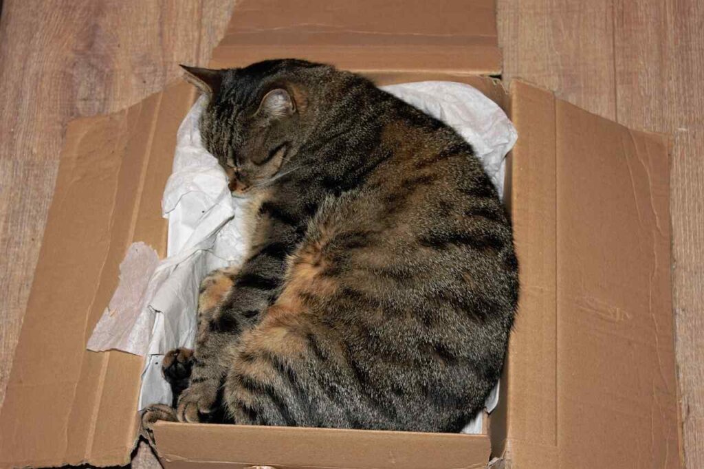 WHY DO CATS LIKE BOXES PIC 4