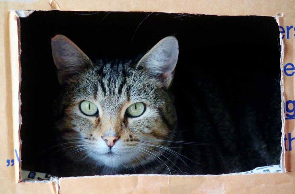 WHY DO CATS LIKE BOXES PIC 5
