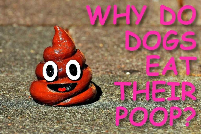 WHY DO DOGS EAT THEIR POOP
