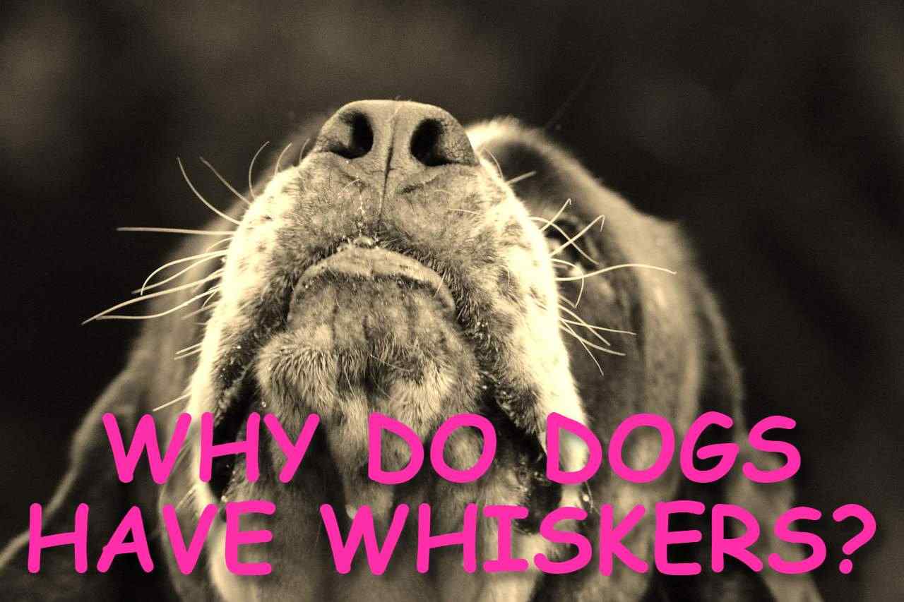 WHY DO DOGS HAVE WHISKERS