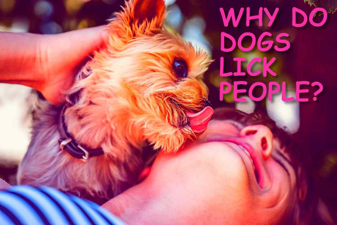 WHY DO DOGS LICK PEOPLE