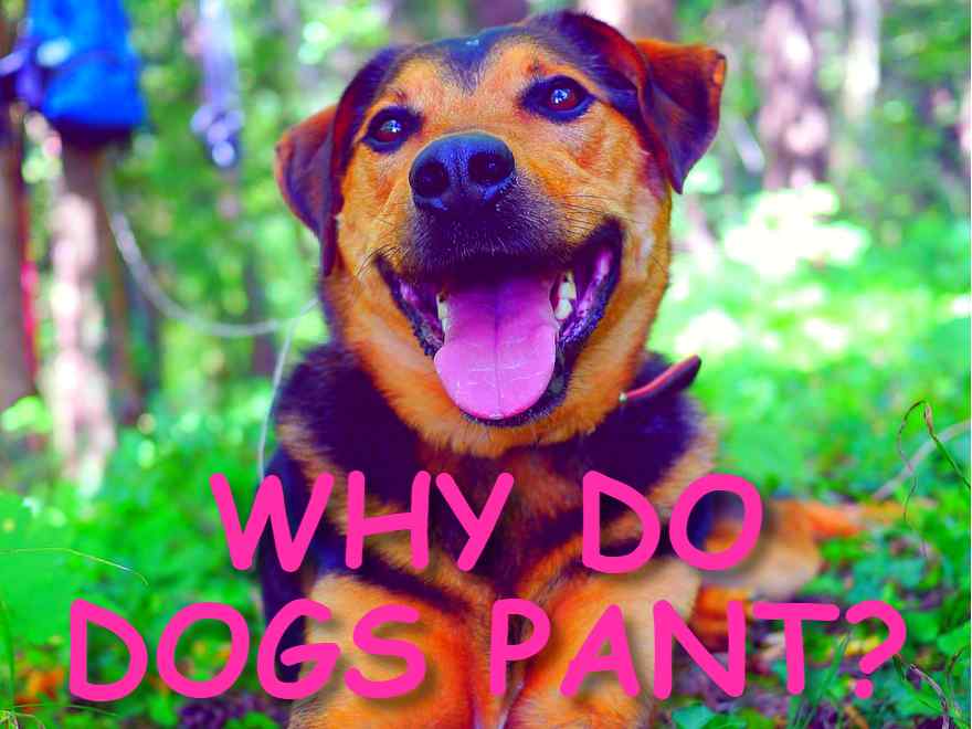 WHY DO DOGS PANT