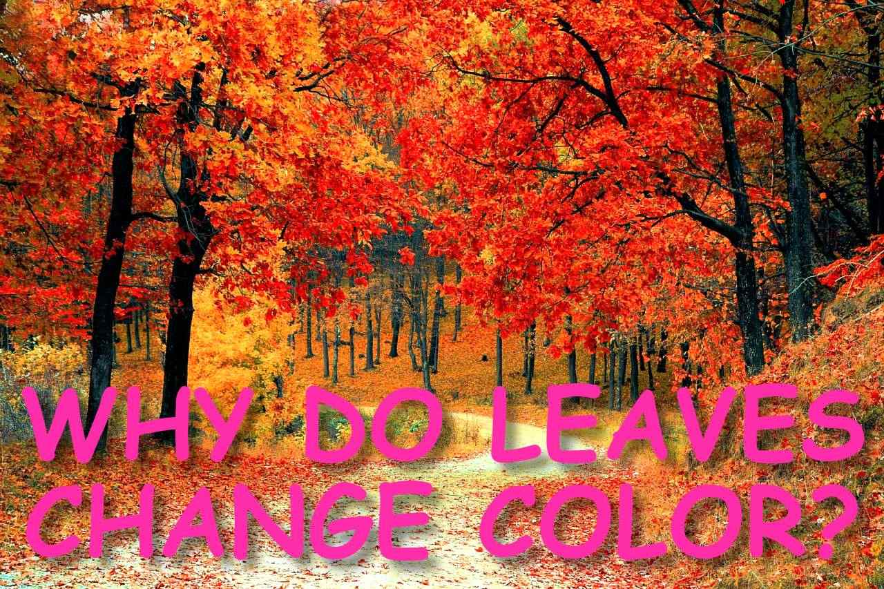 WHY DO LEAVES CHANGE COLOR