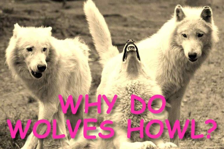 WHY DO WOLVES HOWL