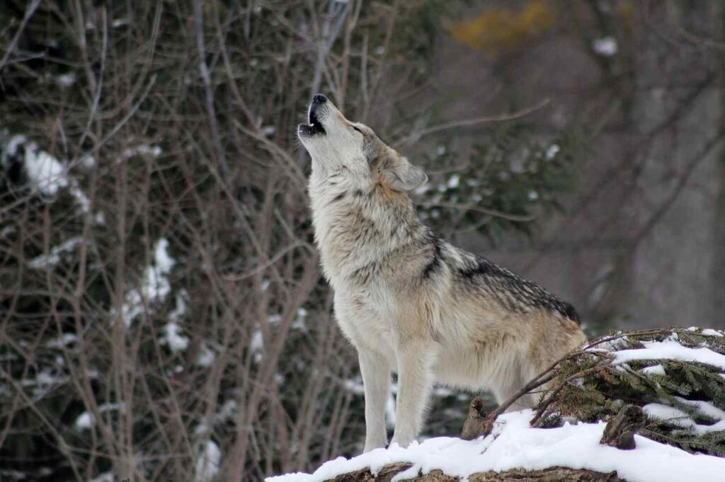 WHY DO WOLVES HOWL PIC 2