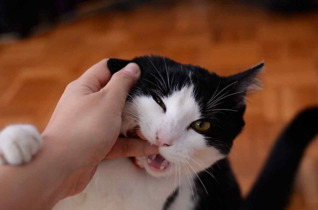 WHY DOES MY CAT BITE ME PIC 1