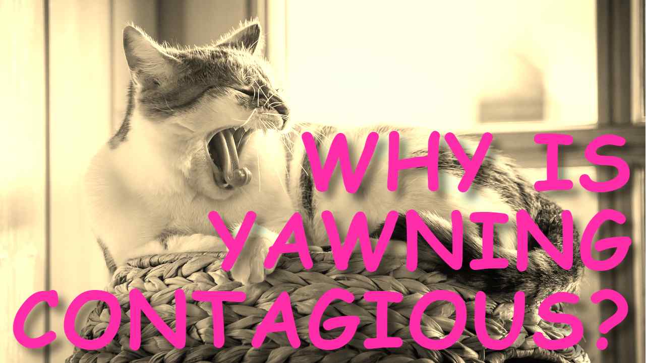 WHY IS YAWNING CONTAGIOUS